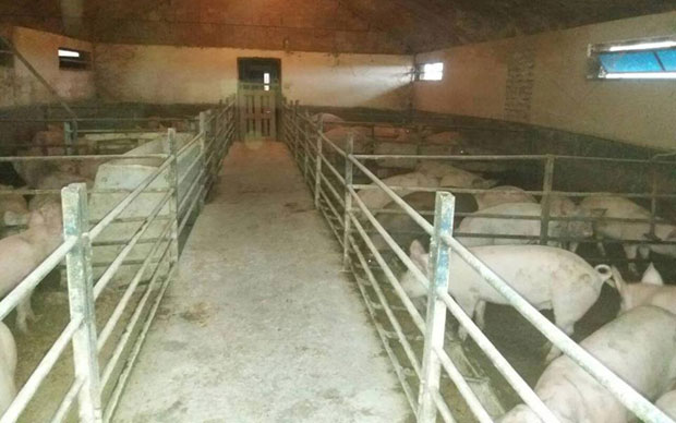 Афричка куга тамани свиње