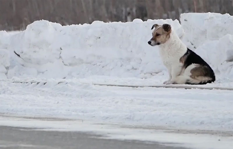 СРЦЕПАРАЈУЋА ПРИЧА СА ПРЕОКРЕТОМ: Пас месецима на станици чекао газду, ишао за сваким сивим аутом (ВИДЕО)