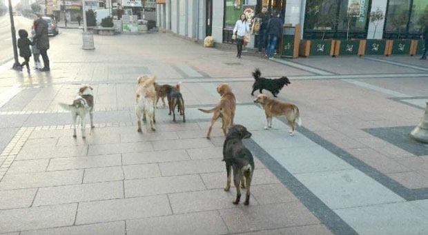 НИШЛИЈЕ РЕШАВАЈУ ВИШЕДЕЦЕНИЈСКИ ПРОБЛЕМ: Луталице добијају кров над главом