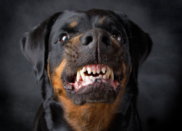 РОТВАЈЛЕР ИЗГРИЗАО ТРОГОДИШЊАКА: Побеснели пас бацио дете на под и почео га кидати зубима