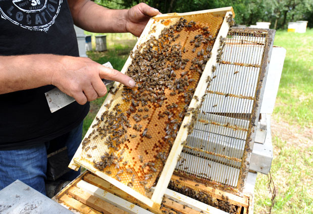 Извозе пчелињи отров у Немачку