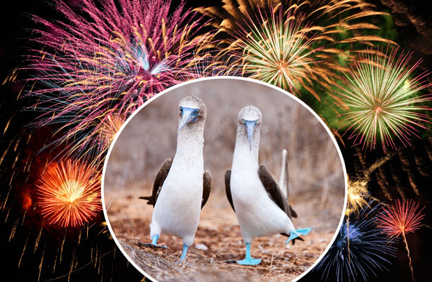  Галапагос: Може ватромет, али без звука