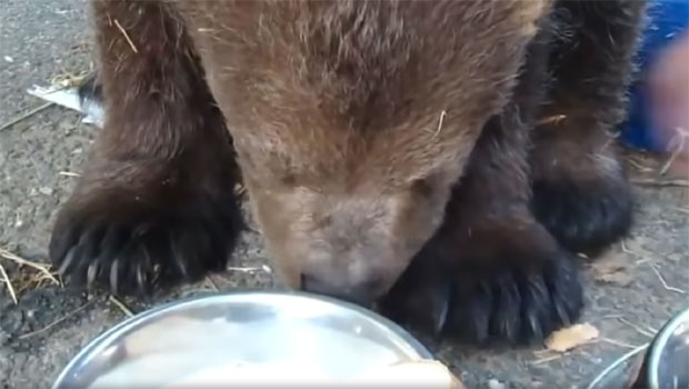 Русија: Десетине животиња нашле уточиште у приватном склоништу (ВИДЕО)