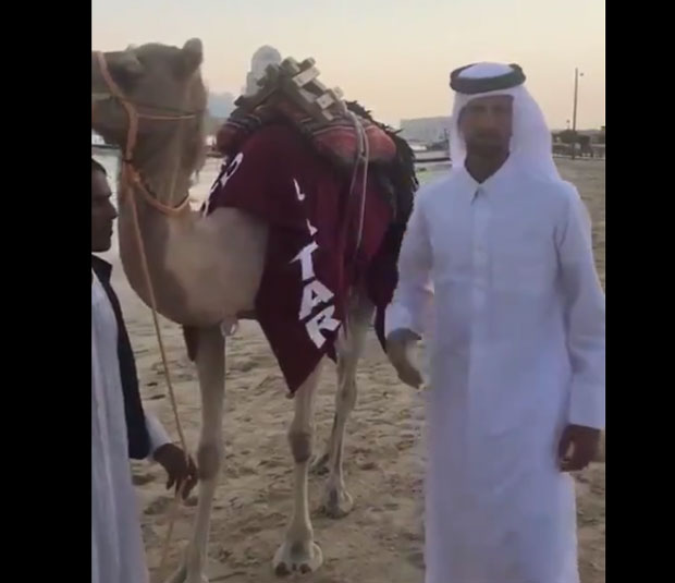 ПОГЛЕДАЈТЕ: Шеик Ноле „саветује“ камилу