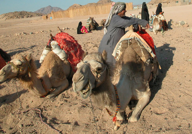 Израел гони бедуине због полигамије