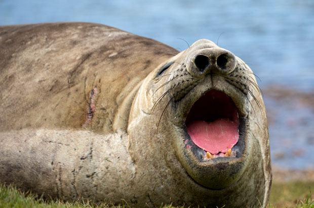 ПОГЛЕДАЈТЕ: Кад морски лав огладни поред камиона рибе (ВИДЕО)