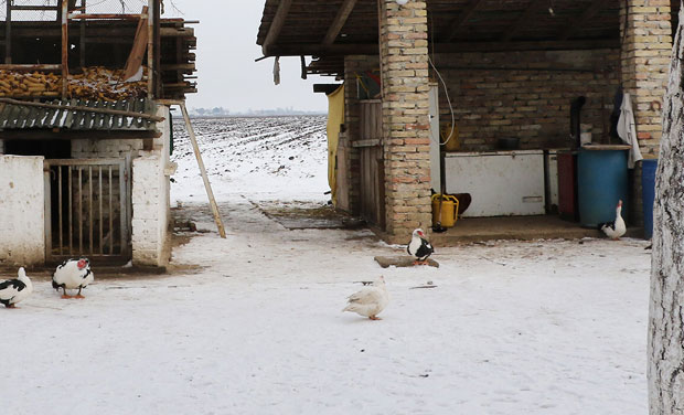 ПАЛА У ДВОРИШТУ: Пронађено тело жене у снегу код Крушевца