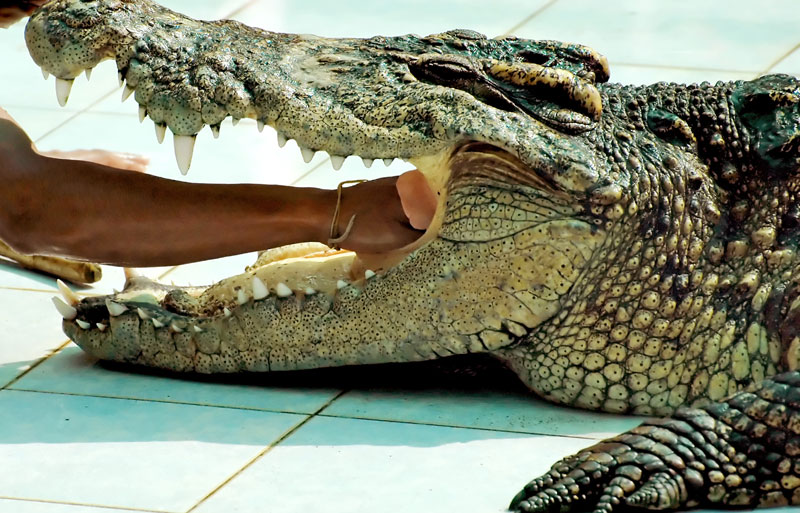 МИСЛИЛА ДА ЈЕ БЕЗБЕДНА: Крокодил искочио 2,5 метра и појео научницу (ВИДЕО) 