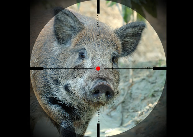 Бискуп ловио дивљу свињу па упуцао колегу