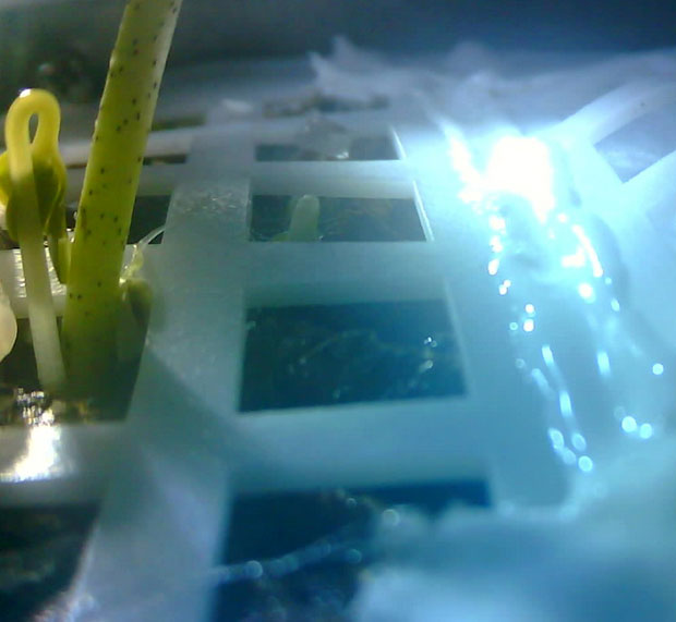 Проклијале прве биљке на Месецу