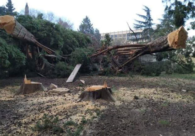 ИНЦИДЕНТ У БАРУ: Спречавали сечу чемпреса, полиција изнела четворицу са градилишта (ФОТО)