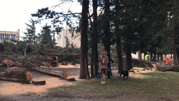 РАДНИЦИ, ГРАЂАНИ И ПОЛИЦИЈА НА ГРАДИЛИШТУ: Посечено 30-ак чемпреса на локацији будућег вртића (ВИДЕО)