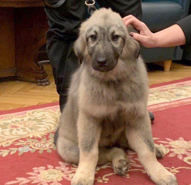 Пашин деда првак Србије