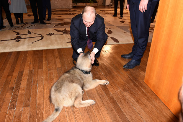 ШАРПЛАНИНАЦ НА ПОКЛОН ОД ПРЕДСЕДНИКА: Путин се упознао са Пашом (ФОТО + ВИДЕО)