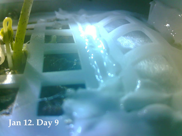 Кинески научници: Проклијало семе памука је мртво