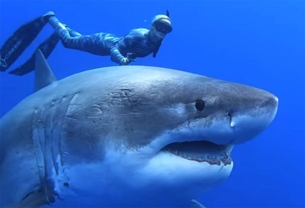 ПОГЛЕДАЈТЕ: Блиски сусрет ронилаца и највеће беле ајкуле икада снимљене (ВИДЕО)