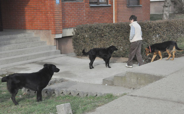 ГРАД ПРОТИВ „ПСЕЋЕ МАФИЈЕ“: Милиони одлазе на лажне уједе