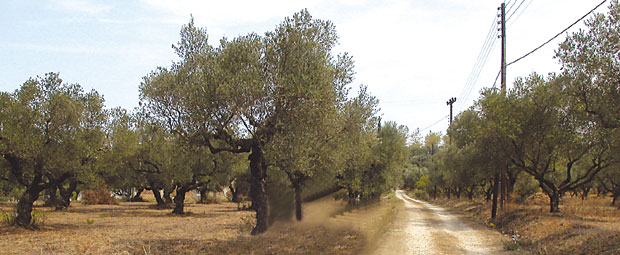 МРАЗ ОБРАДОВАО ВЛАСНИКЕ МАСЛИНА: Свето дрво у - апартману!