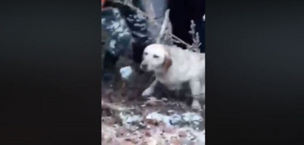 ХЕРОЈ ИЗ БОРЧЕ: Погледајте како је спасао пса из ледене воде (ВИДЕО)