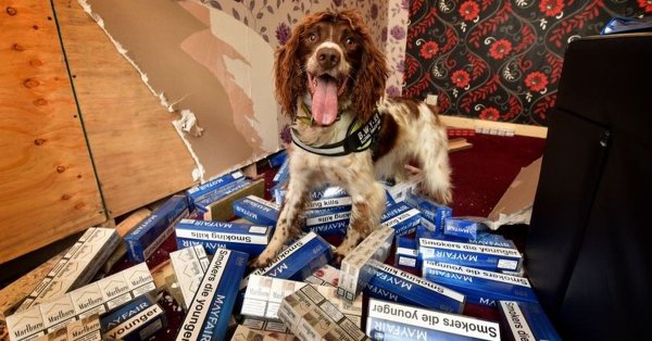 НОЋНА МОРА ЗА ШВЕРЦЕРЕ: Пас нањушио толико дувана да му је уцењена глава