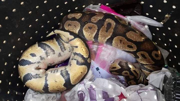 ТЕЛО ЗМИЈЕ ПРОНАШЛИ УЧЕНИЦИ: У току потрага за власником мртвог питона