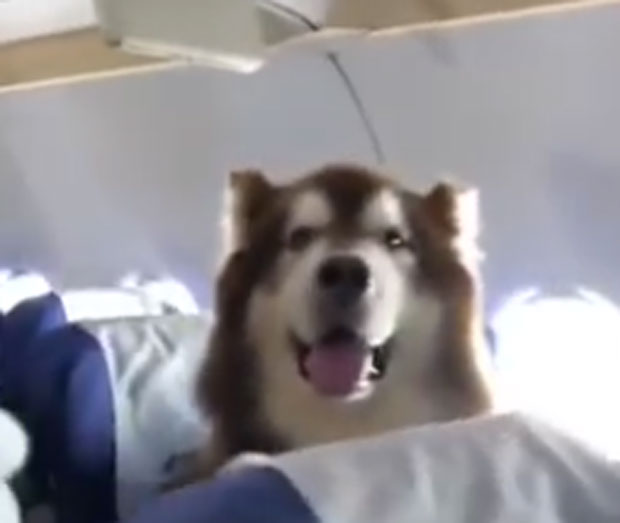 ИЗНЕНАЂЕЊЕ НА ЛЕТУ: Велики пас мирно и културно седео у авиону (ВИДЕО)