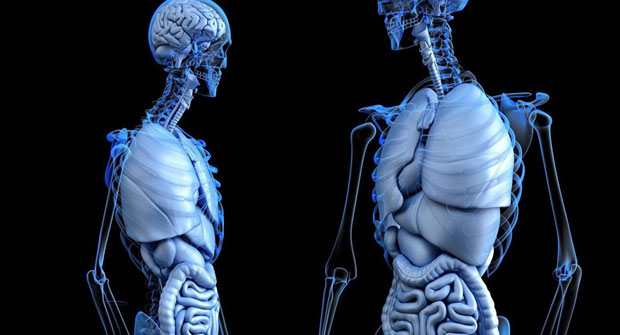 Откривен нови тип крвних судова у костима човека