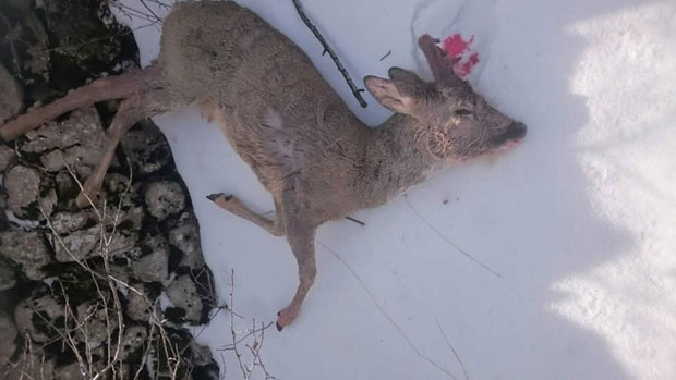 КРИВОЛОВЦИ ВРШЉАЈУ ОРЈЕНОМ: Срндаће лове због скупог меса