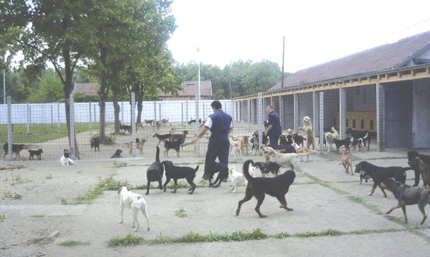 У Kовилову кућа агресивних паса