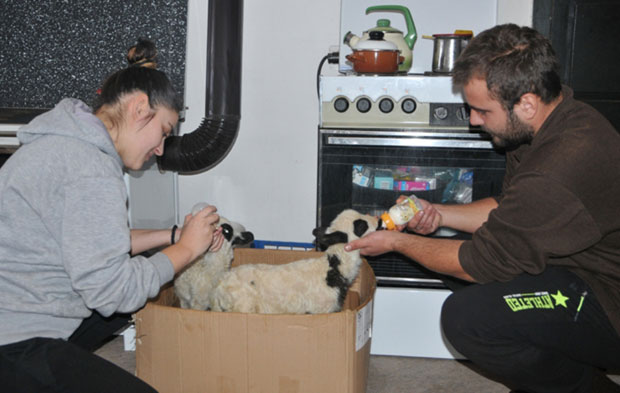 Оставио фудбал и на дедовини постао овчар