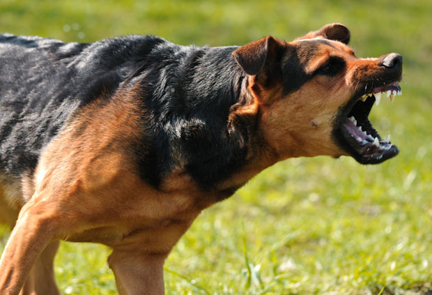 УЖАС НА ПАЛАМА: Пас усмртио жену