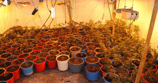 Нови Сад упорно против дилера