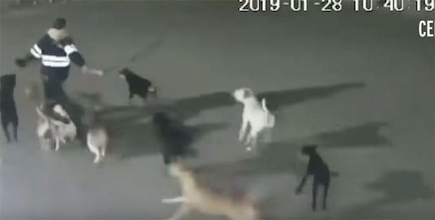 УЗНЕМИРУЈУЋИ СНИМАК: Бежала док је могла, а онда је скалпирали и раскомадали