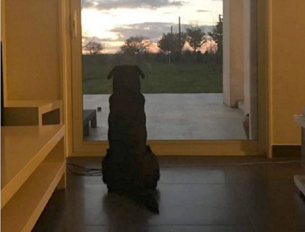 СЕСТРА АРГЕНТИНЦА ПОСТАВИЛА ТУЖНУ СЛИКУ ЉУБИМЦА: Пас Нела још очекује Салу