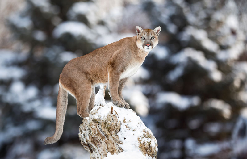 Задавио пуму голим рукама!