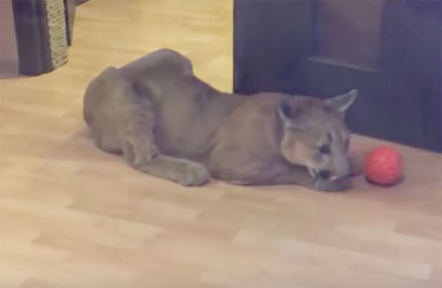 НЕОБИЧАН КУЋНИ ЉУБИМАЦ: Меси – пума питома као „мала маца“ (ВИДЕО)