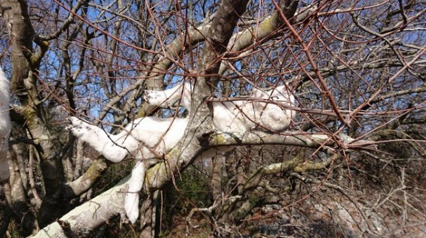 Крк: Обешена јагњад на дрвеће