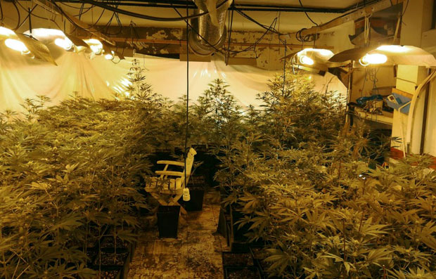 Ухапшена криминална група из Београда - откривене плантаже марихуане