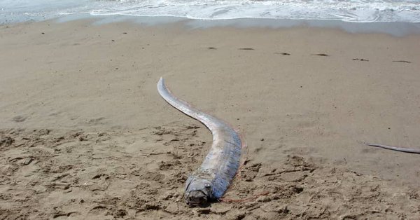 РИБЕ НЕСРЕЋЕ: Страдало више од 20.000 људи чим су се појавиле, а сад су опет ту! (ВИДЕО)