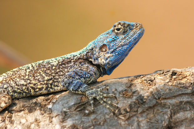 Јужноамерички гуштери руше златно правило еволуције?
