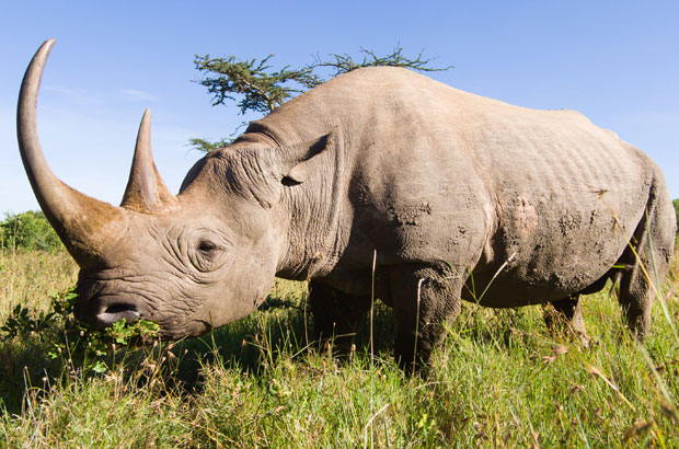 Заплењено 40 кг рога носорога, кријумчари притворени