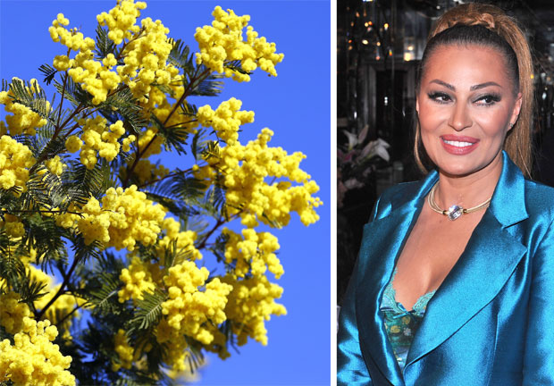 НОВЉАНИ ПРОТИВ НАСТУПА ПЕВАЧИЦЕ: Мимоза да, Цеца не