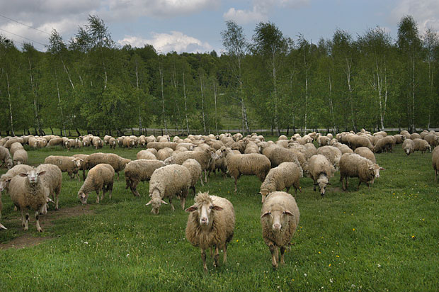 ВИШЕ НОВЦА НА РАСПОЛАГАЊУ: За агробуџет ове године планирано 52,4 милиона