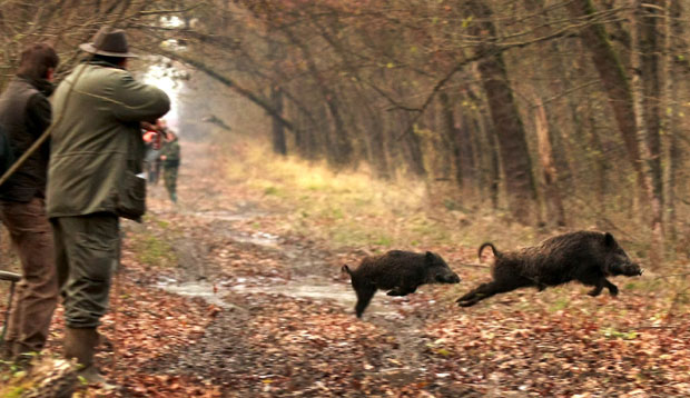 Недимовић: Одстрел дивљих свиња да се спречи афричка куга