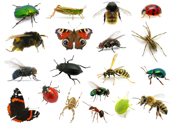 КОЛАПС ЕКОСИСТЕМА: Трећина инсеката би ускоро могла потпуно да нестане