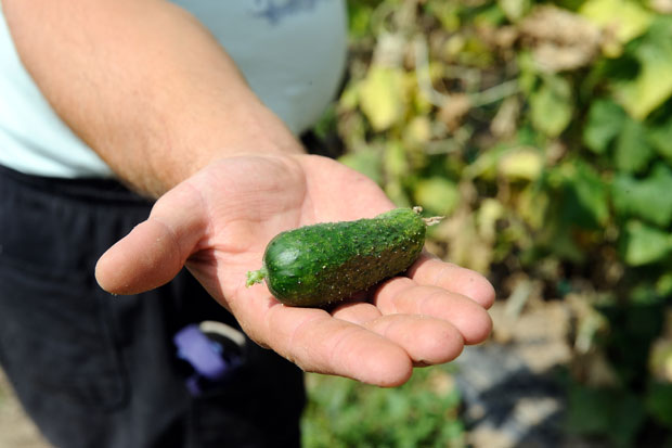 Предавања о производњи корнишона