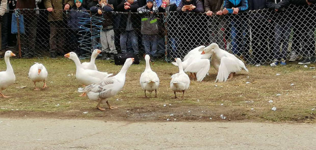 33. ГУСАНИЈАДА: Шампион гусак Цезар 