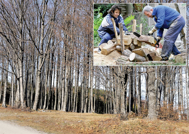 Свако стабло злата вредно