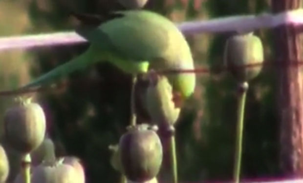 Папагаји наркомани пустоше поља мака (ВИДЕО)