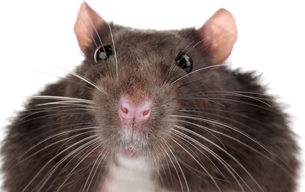 Драма дебелог пацова подигла варош на ноге (ФОТО / ВИДЕО)